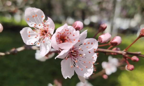 風和日麗，花花世界最是動人（原創）
