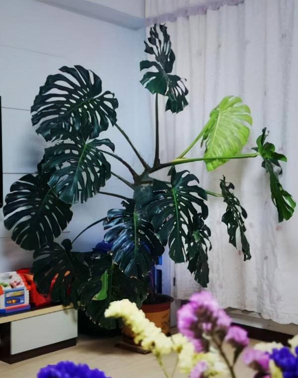 9種洋氣花，怕曬大太陽，放在&OpenCurlyDoubleQuote;陰涼地兒&rdquo;呼呼竄大個