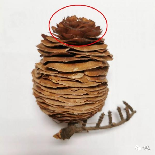 教你做純天然,不花錢的聖誕花環 教你做純天然,不花錢的聖誕花環