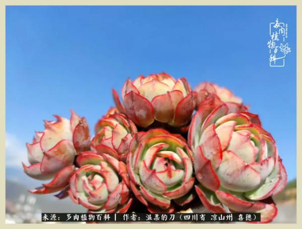 風吹過的夏天,你是仙子落凡間 風吹過的夏天,你是仙子落凡間