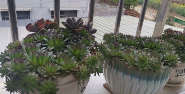 冬天養觀音蓮，捨不得孩子套不著狼，多“凍一凍”狀態越來越好