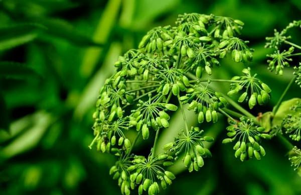 寶釵前世之迷：藤精草怪全靠石頭滋養，人沒修好就妄想做神