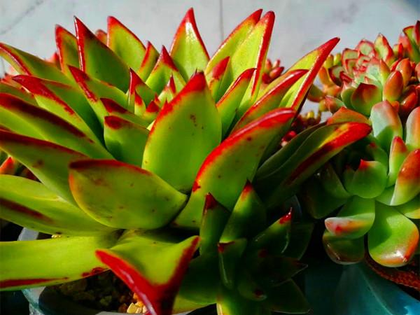 多肉上盆後就僵苗，不需要藥物輔助，改進配土和澆水方法就好