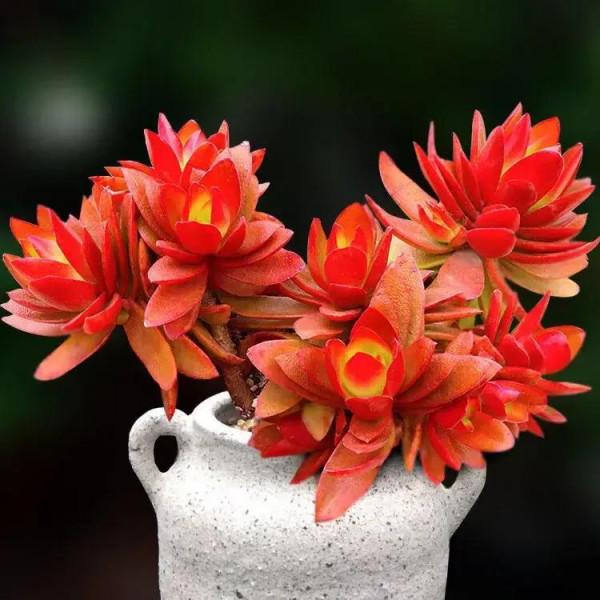 分享圖片，可愛的多肉們，收藏了