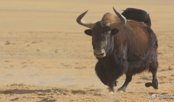 可可西里從來不拒絕生命，只拒絕人類