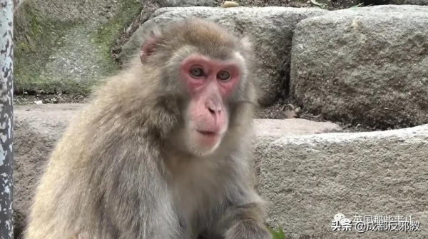 日本出現70年來首個母猴王，擊敗公猴王當上霸主！