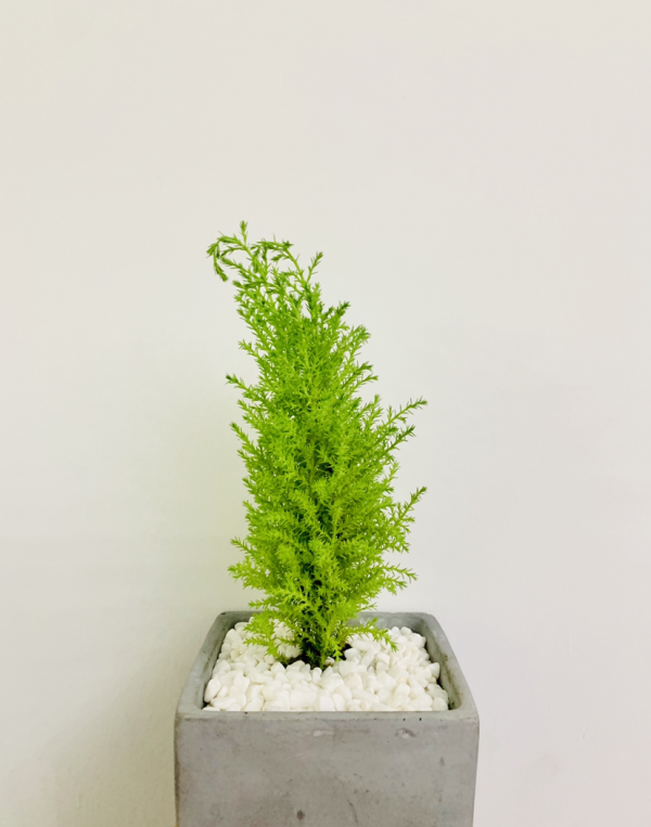 自帶檸檬味的小香松，放在家裡清新怡人，滿屋子都是高階香水味