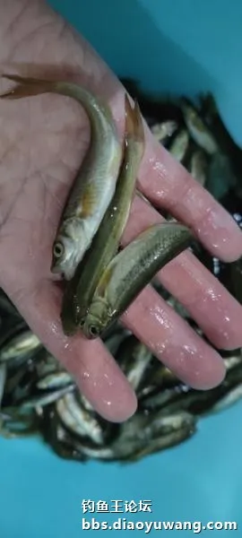 迴歸河山，收穫翻番