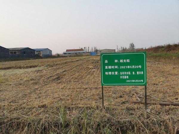 半島聚焦丨大米賣到200元一斤！闊別40年，西海岸島耳河再飄稻花香