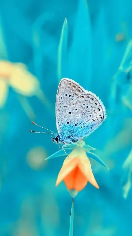 精美絕倫的•蝴蝶.到底有什麼寓意呢？五彩斑斕,靈動飄逸,太美了!