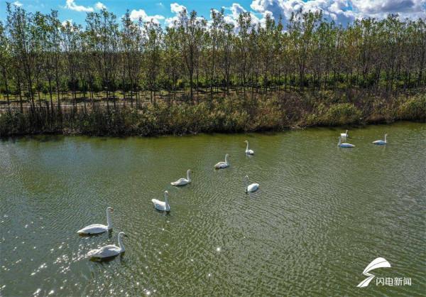 組圖丨今年首批越冬大天鵝飛抵威海榮成