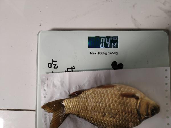 冬季釣魚堅持用小鉤細線軟竿，還要配合抄網