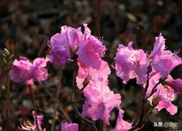 18種常見的先花後葉植物集錦 18種常見的先花後葉植物集錦
