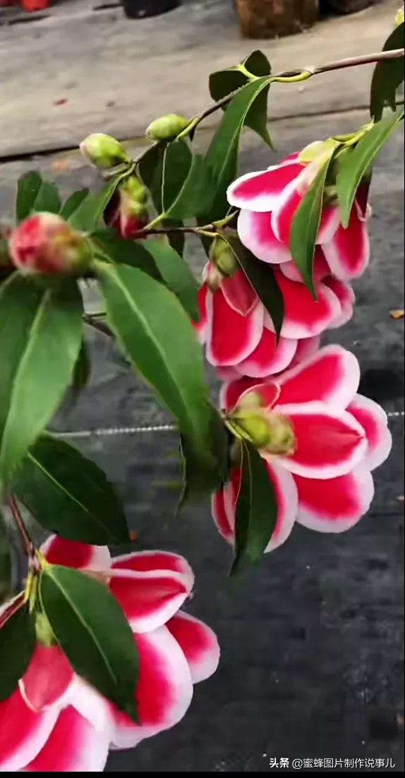 各種花卉植物，養在家裡什麼地方合適