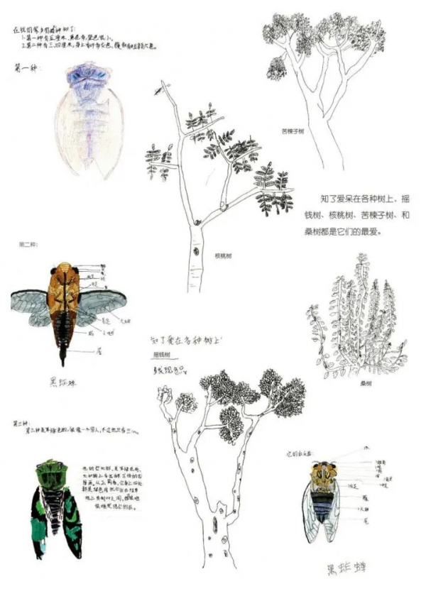 巴蜀榜樣｜在孩子眼中看世界——巴蜀小學