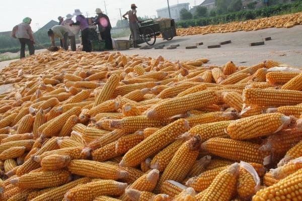 糧價、肉價預測：玉米走強，一隻雞虧2元，羊價低迷，菜價如何？