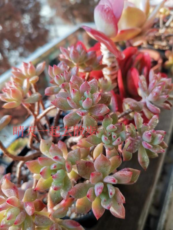 我言秋日勝春朝