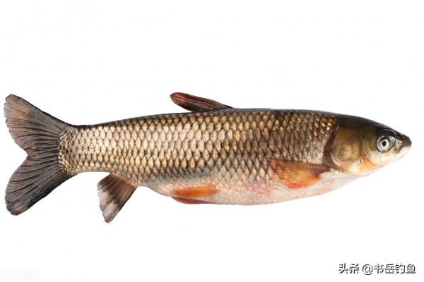 秋釣草魚要注意！一味餌料最好不要加，否則釣魚老手也很難不空軍