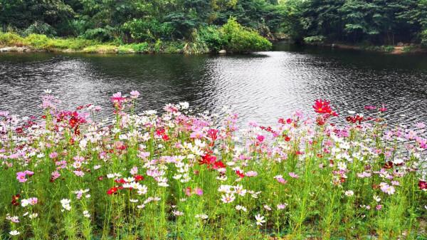 櫧溪河邊偶遇“格桑花” 櫧溪河邊偶遇“格桑花”