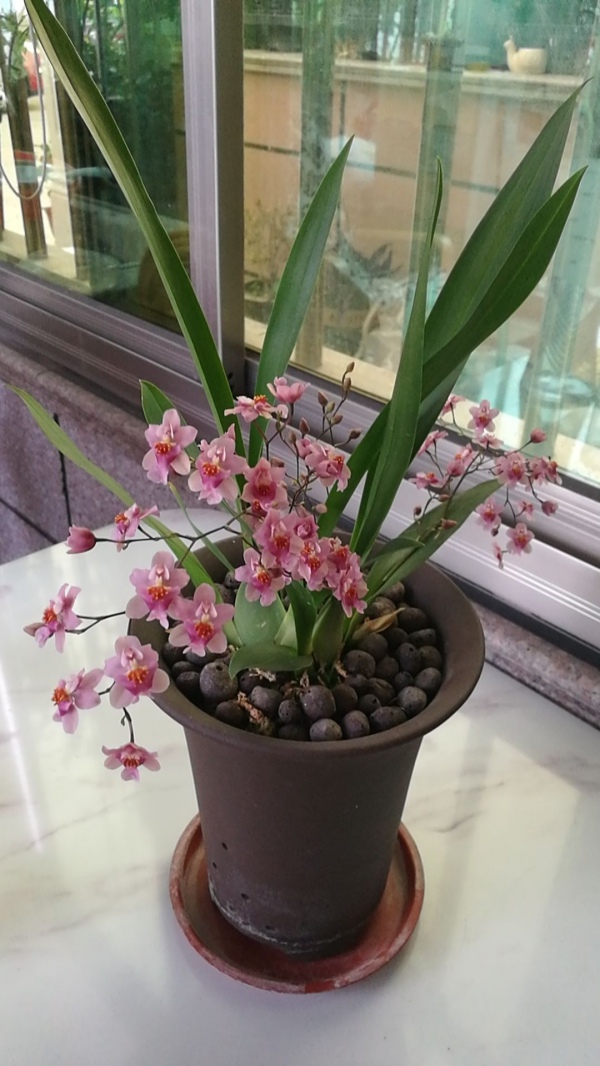 4種花可以放心“跟風”,好養開花多,越冷顏色越好看 4種花可以放心“跟風”,好養開花多,越冷顏色越好看