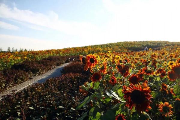 看！“鳥中大熊貓”中華秋沙鴨、“魚鷹子”銀鷗、頂冠戴翎的蜂鷹……溫榆河公園生物多樣性別有洞天！