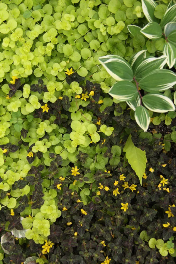 7種最好用的地被植物：豐富花境花園色彩，控制雜草