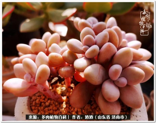 一個不稱職90後的闡述：何以解憂？唯有多肉