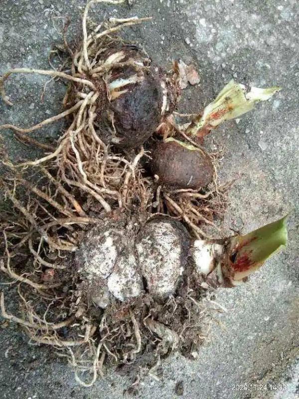 養花大棚倒閉,“貴貨花”路邊扔了一地,後悔沒帶個大麻袋 養花大棚倒閉,“貴貨花”路邊扔了一地,後悔沒帶個大麻袋