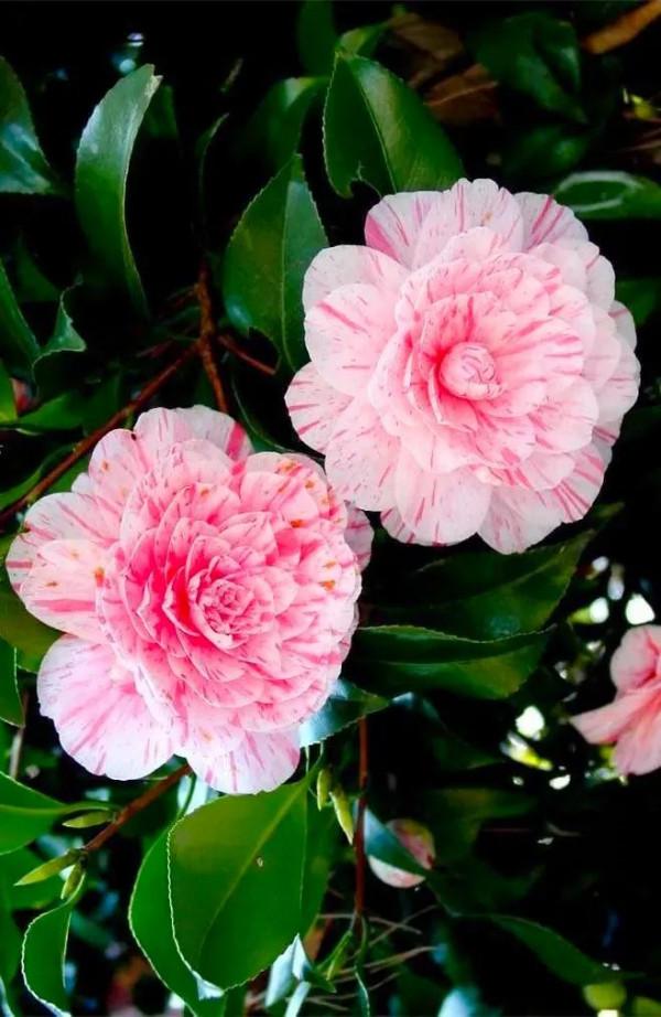 分享：花開並蹄，開得如此燦爛唯美，奇觀美景，令人陶醉