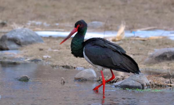鸛怎麼讀？鸛的讀音和意思