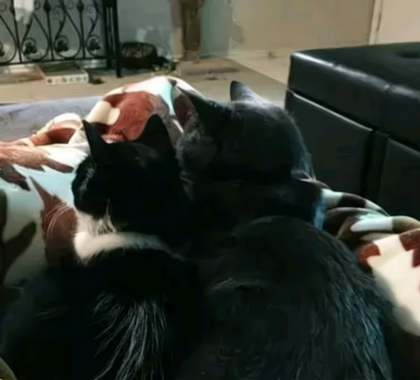 小貓闖進家門,16歲老貓卻在一個月後離世,老貓:讓它替我守護你 小貓闖進家門,16歲老貓卻在一個月後離世,老貓:讓它替我守護你