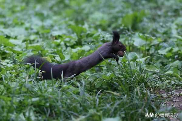 公園裡散步偶遇吃儲備糧的小松鼠