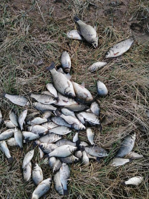 早晨野塘草洞狂拉板鯽 早晨野塘草洞狂拉板鯽