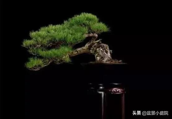 盆景橫樁，臥式低頭之美