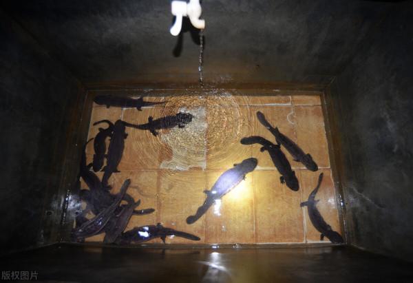 秦嶺娃娃魚被濫捕，野生數量減少8成，暴利背後是怎樣的危機？