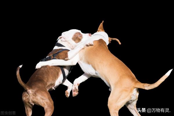 狗狗被咬傷後怎麼處理? 狗狗被咬傷後怎麼處理?