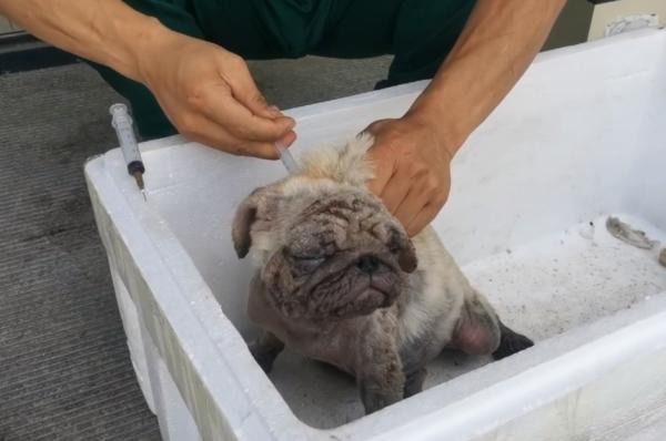 東北：滿身面板病，散發著惡臭的流浪巴哥犬，卻還努力對人類賣萌