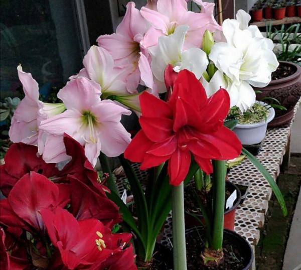 9月養上4種花，開花漂亮好管理，趕上冬春季節開花