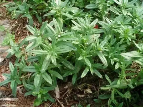 31種野菜大合集，帶你認識不同的野菜和吃法，你想要的野菜這裡有