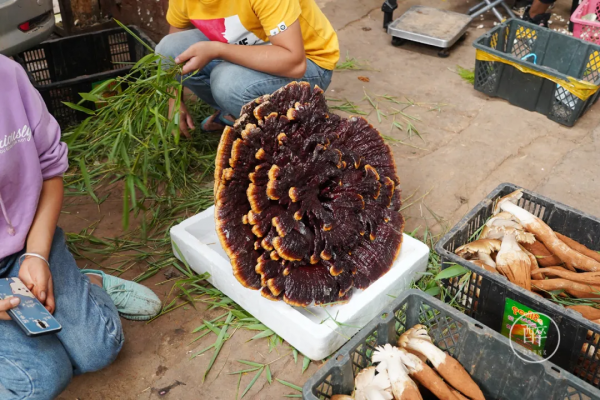 1小時飛攏的城市,有全國最好逛的市場 1小時飛攏的城市,有全國最好逛的市場