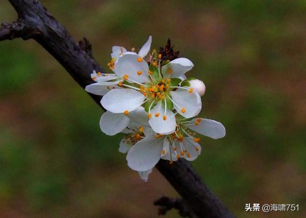 十八羅漢山的梨花開了