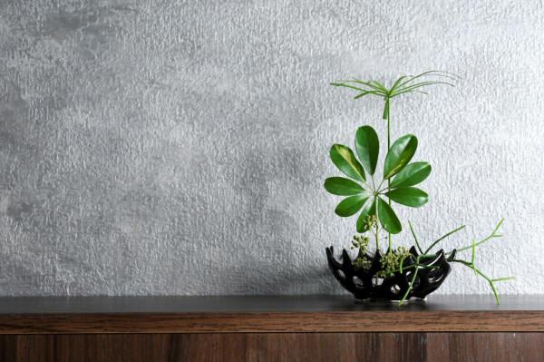 客廳見樹，家興人旺！6種“吉利樹”，好養寓意好，還能養身體