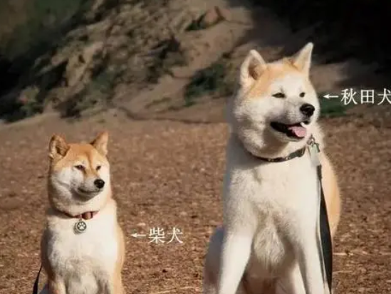 狗界“雙胞胎”:同框合影,傻傻分不清楚 狗界“雙胞胎”:同框合影,傻傻分不清楚