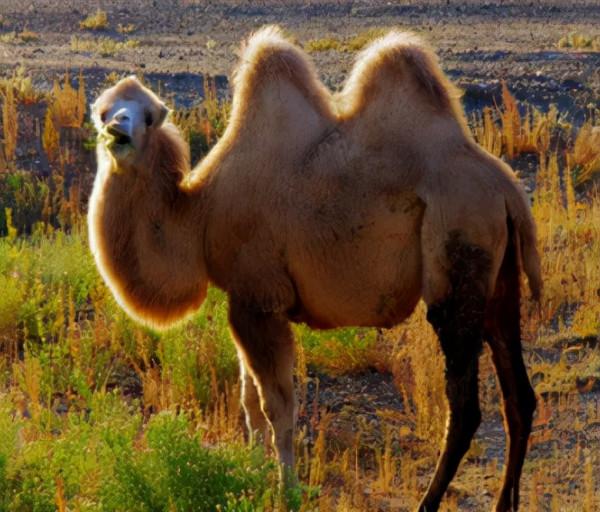 楊冪新劇《斛珠夫人》熱播,我想去劇中的絕美新疆取景地 楊冪新劇《斛珠夫人》熱播,我想去劇中的絕美新疆取景地