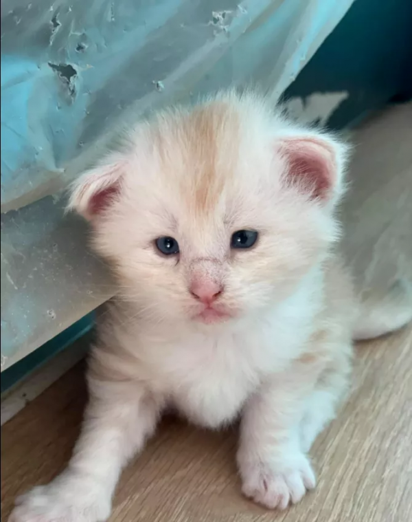 貓大十八變，來看看小眼緬因貓的蛻變史