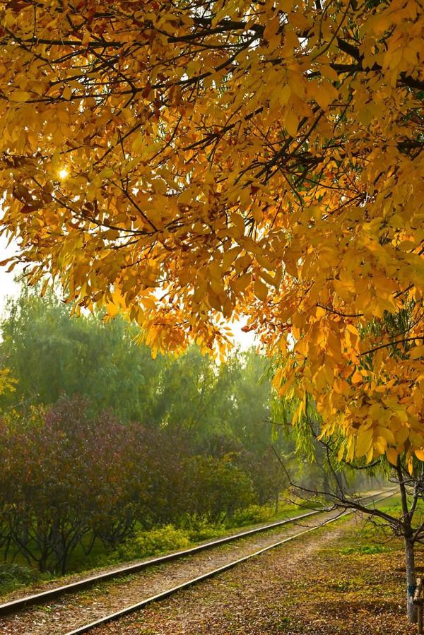 獨一無二！公園裡也能跑火車！京西這處免費的森林公園，值得玩