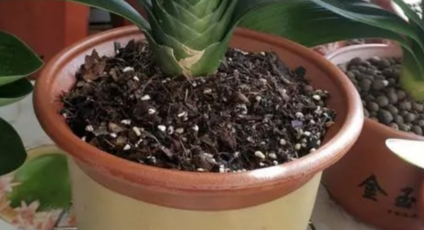 建議園藝新人:用這3種肥養花,萬萬不要弄錯方法 建議園藝新人:用這3種肥養花,萬萬不要弄錯方法