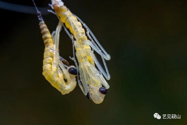 微距攝影師帶你走進沒見過的蟲蟲隱秘世界