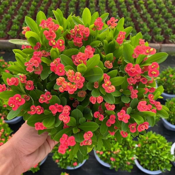 人養花,花亦養人!家居盆花20種,漂亮又實用,總有一款你喜歡 人養花,花亦養人!家居盆花20種,漂亮又實用,總有一款你喜歡