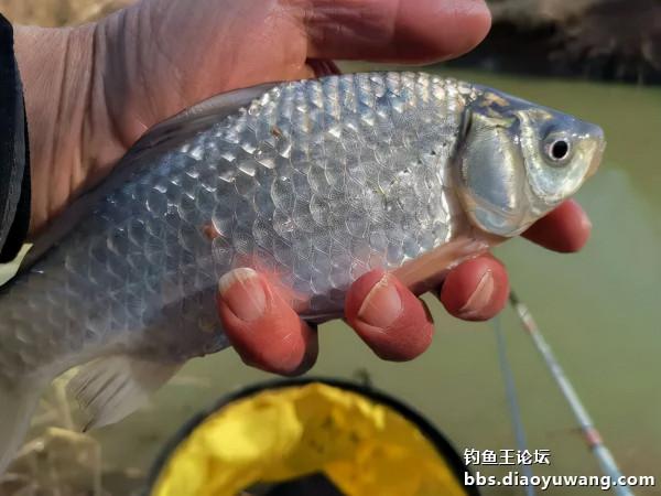 速凍模式，也能瀟灑走一回